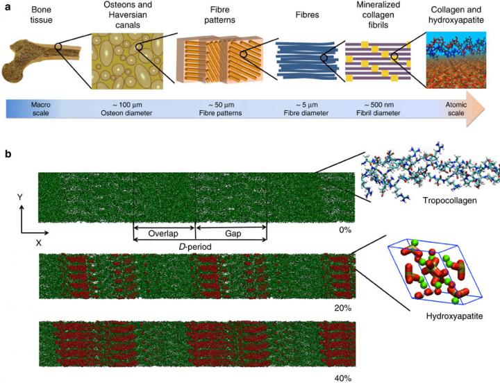 Bone structure and model development