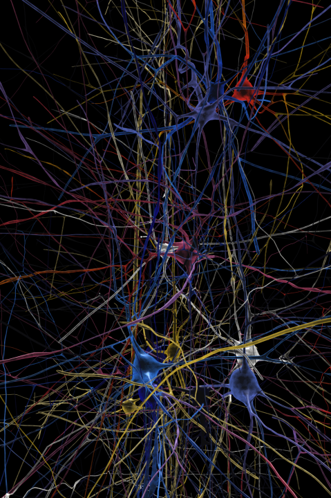 Simulated neuronal network showing 3D shapes of individual cells 