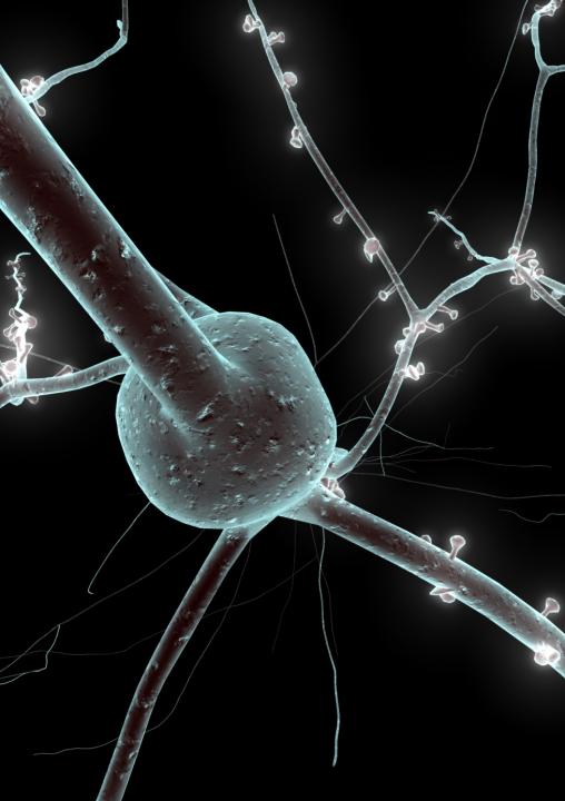 A 3D model of a neuron